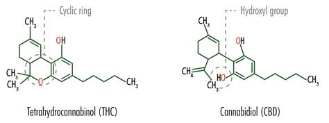 The structural formulas of Tetrahydrocannabinol (THC) and Cannabidiol (CBD) including the location of the cyclic ring in THC and the hydroxyl group in CBD.